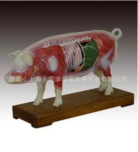 供應豬體針灸模型