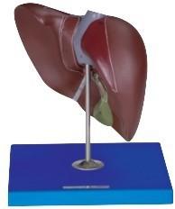 肝脏模型图片