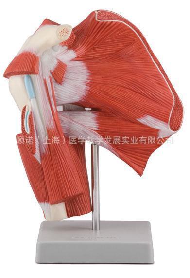供應(yīng)肩關(guān)節(jié)附肌肉模型
