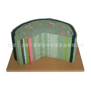 供應(yīng)雙子葉植物莖模型