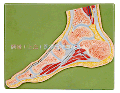 供应足关节剖面模型