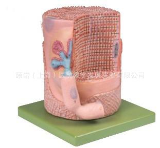 供應(yīng)橫紋肌纖維與運(yùn)動(dòng)終板放大模型