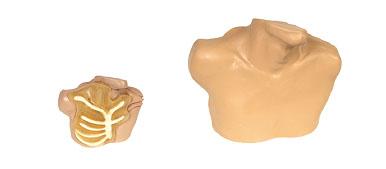 中心靜脈穿刺插管模型圖片