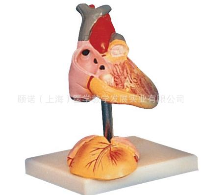 供應(yīng)兒童心臟解剖放大模型
