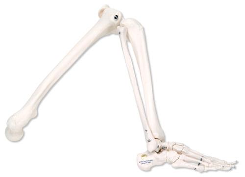 供應右腿骨骼模型型號：J1017