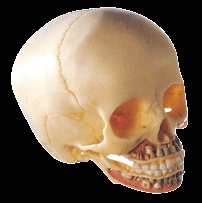 供應(yīng)兒童頭顱骨模型