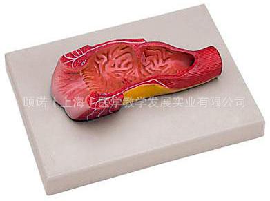 供應(yīng)直腸和肛管模型消化系統(tǒng)模型盈諾實(shí)業(yè)