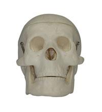 供應小型頭顱模型