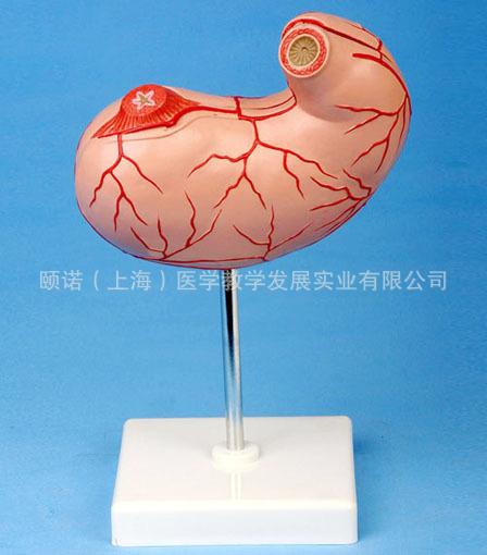供應(yīng)胃模型內(nèi)臟模型消化系統(tǒng)模型胃解剖模型?