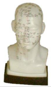 供應(yīng)頭針灸模型，頭針灸模型供應(yīng)