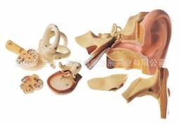 供應(yīng)耳放大模型 鼓膜、錘骨、砧骨可分離 外耳、中耳 內(nèi)耳模型