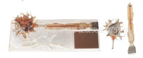 供應神經(jīng)元放大模型神經(jīng)系統(tǒng)解剖模型 神經(jīng)教學模型