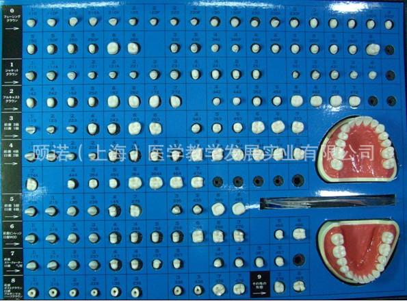 供應(yīng)牙體制備模型