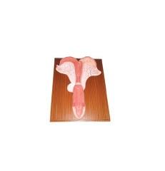 供應(yīng)馬子宮解剖模型
