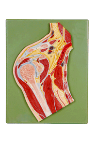 供應(yīng)肩關(guān)節(jié)剖面模型