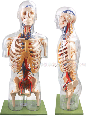 透明半身軀干附血管神經(jīng)模型人體系統(tǒng)解剖器官模型