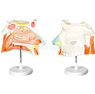 供應(yīng)鼻腔放大模型