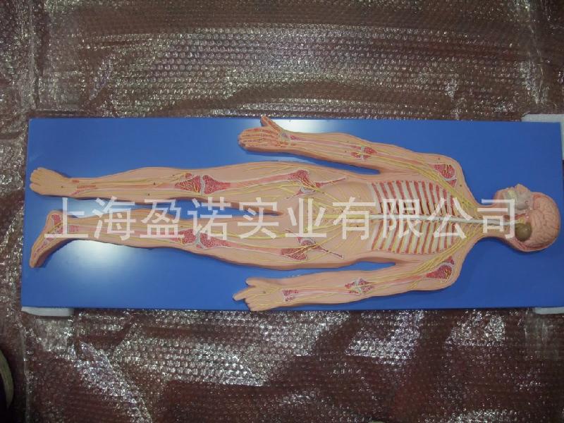 供應神經(jīng)系統(tǒng)模型 神經(jīng)系統(tǒng)解剖模型  神經(jīng)教學模型 制造廠家 盈諾實