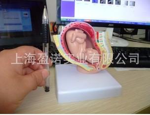 女性盆腔模型图片