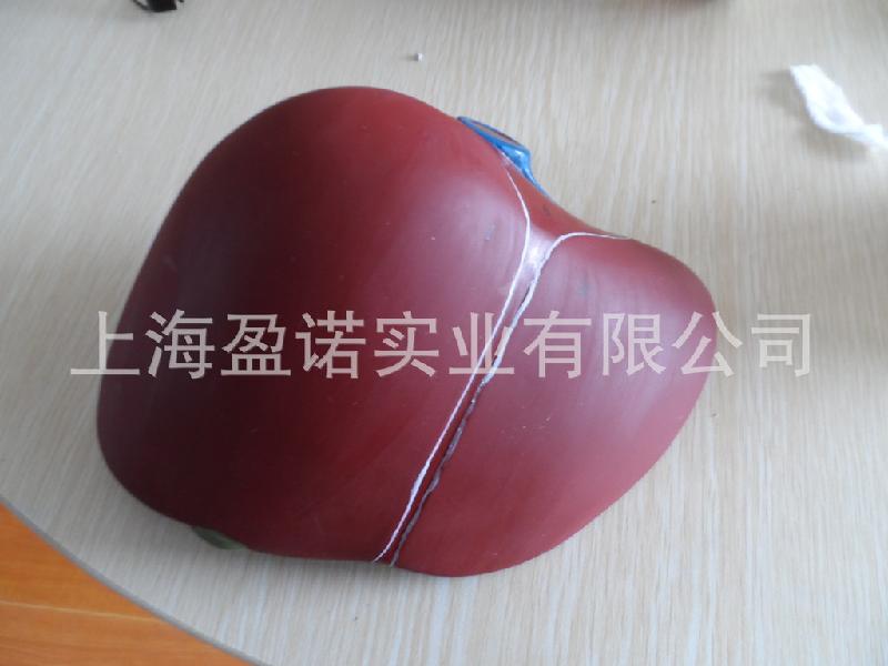 *模型 內(nèi)臟模型頤諾模型