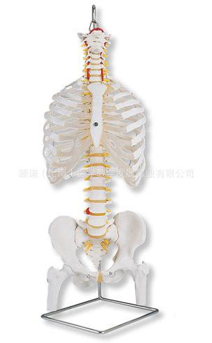 供應(yīng)帶肋骨和股骨頭的經(jīng)典靈活脊柱模型