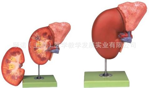 腎臟與腎上腺放大模型肝肺腎模型人體解剖模型腎上腺模型盈諾實業(yè)