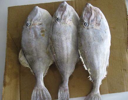 冷凍水副產(chǎn)品供應(yīng)馬加魚(yú) 馬頭魚(yú) 秋刀魚(yú)