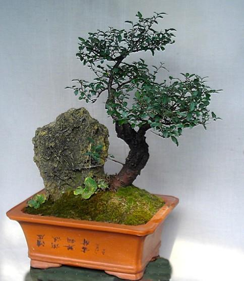 供應(yīng)怪石假山根雕盆景花卉苗木