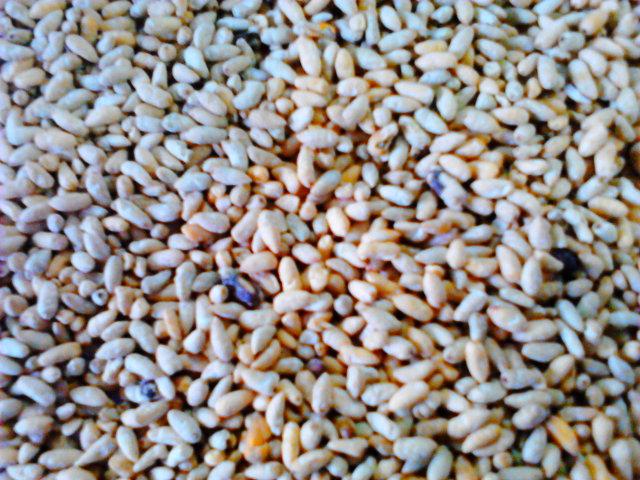 供應(yīng)質(zhì)優(yōu)*的棉花籽剝殼取仁機(jī)