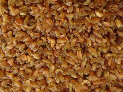 供應(yīng)四川KQTF200苦蕎脫殼機(jī)