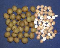 供應(yīng)QSTF200芡實(shí)脫殼分選機(jī)