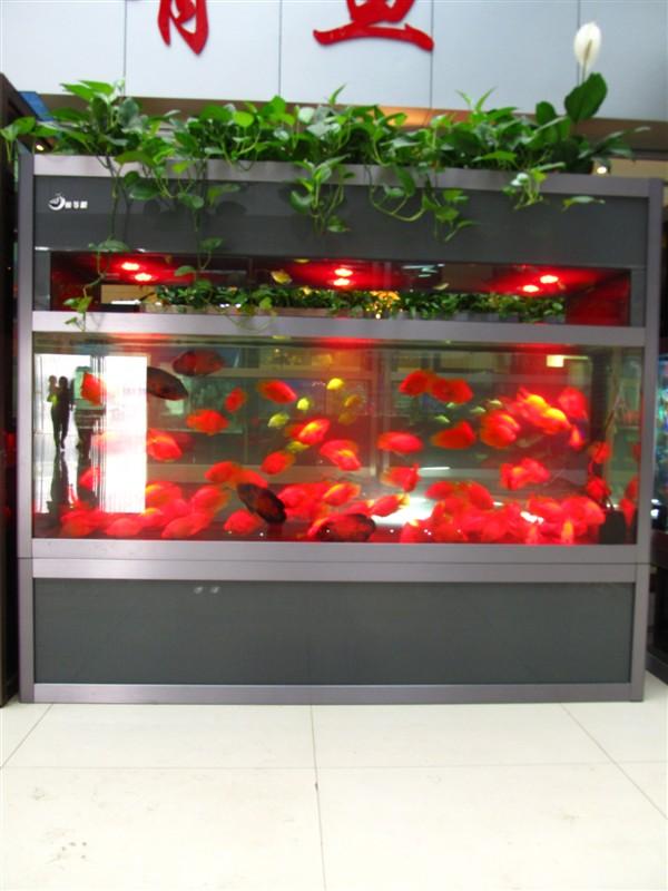 鄭州專業(yè)魚缸維護中心服務等圖片