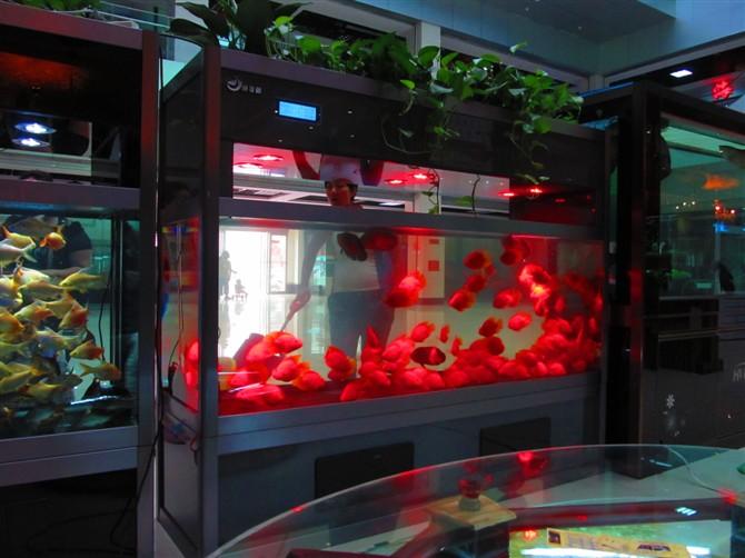 鄭州專業(yè)魚缸清洗魚缸造景等圖片