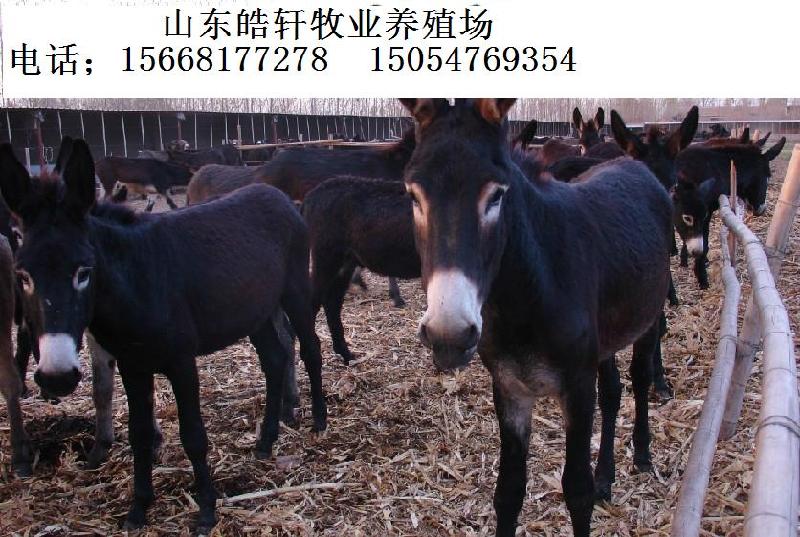 供應(yīng)魯西黃牛夏洛萊肉牛