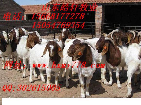 供應(yīng)肉羊價(jià)格*行情