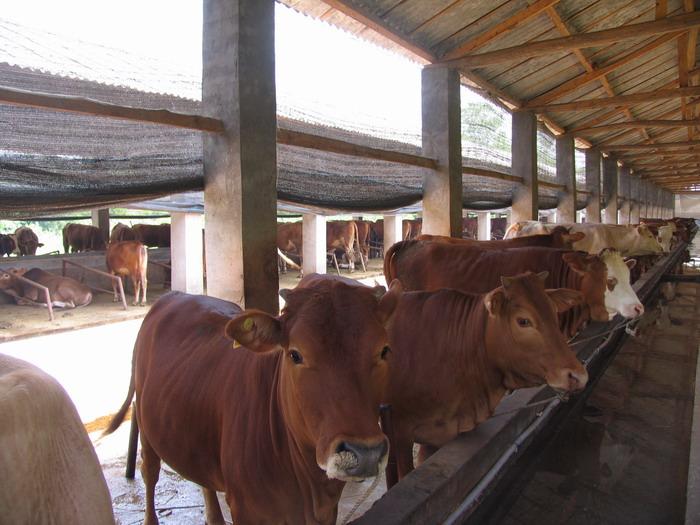 供應(yīng) 哪里的牛比較適合育肥