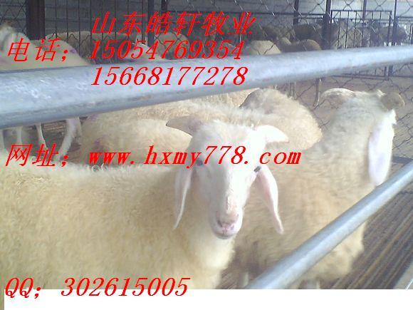 供應(yīng)懷孕的小尾寒羊多少錢一只？