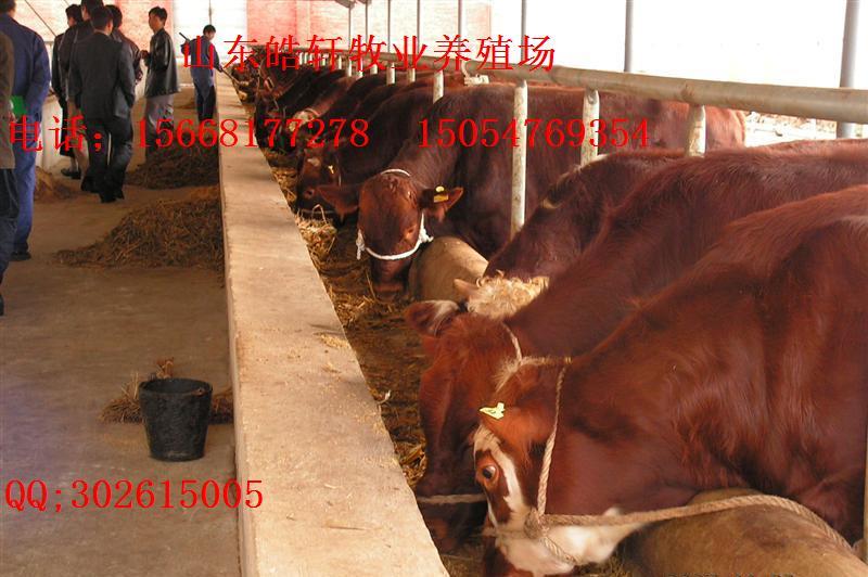 養(yǎng)殖小牛犢的利潤是多少圖片