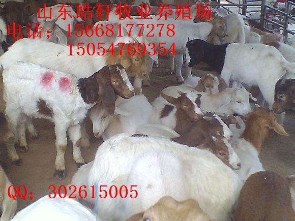 供應(yīng)*小尾寒羊杜泊羊