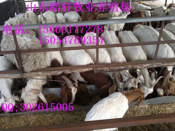 西門(mén)塔爾牛價(jià)格黑山羊價(jià)格