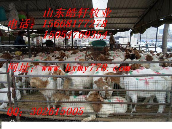 供應*最適合在哪里養(yǎng)殖