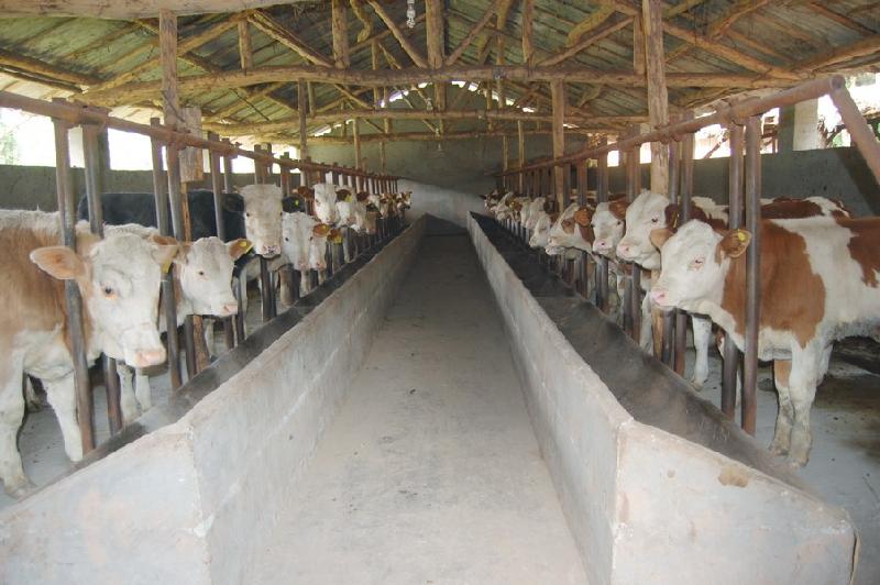 供應(yīng)利木贊