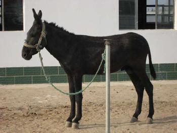 吉縣養(yǎng)殖肉牛/肉*犢價格,小肉牛多少錢