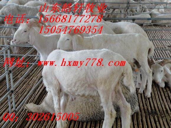 供應(yīng)肉羊價(jià)格*行情
