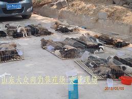 肉狗养殖场山东猎犬训练基地图片