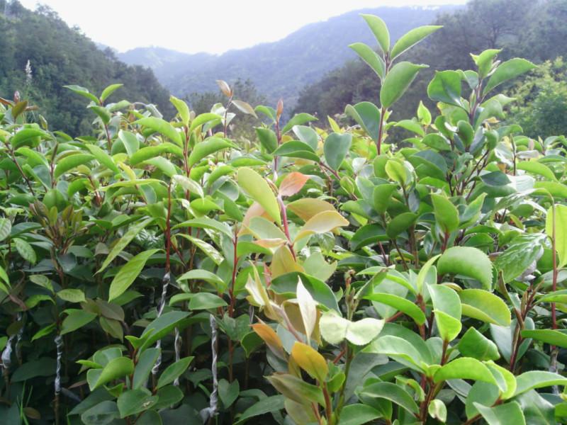 供应大果红花油茶苗木，广西大果红花油茶苗木批发，广西大果红花油茶苗木价格图片