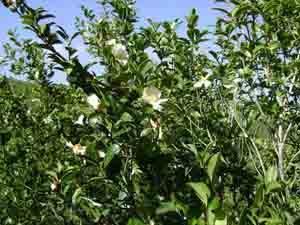 供應(yīng)岑溪軟枝油茶嫁接苗批發(fā)