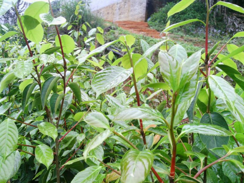 供應(yīng)紅花油茶嫁接苗價(jià)格