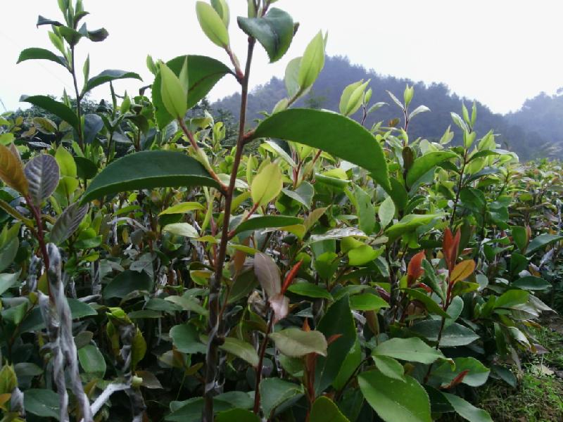 3號(hào)軟枝油茶苗-岑溪軟枝油茶嫁接苗-軟枝油茶苗