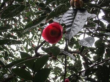 紅花油茶苗圃電話圖片